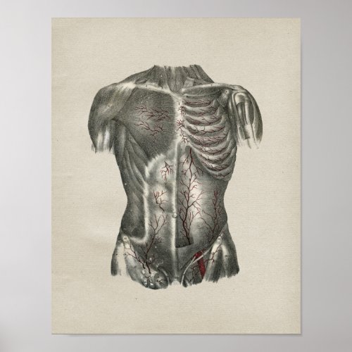 Human Thorax Anatomy Vintage Print
