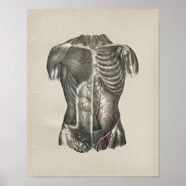 Human Thorax Anatomy Vintage Print (Front)