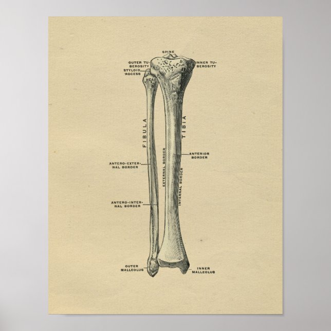 Human Tibia Anatomy 1902 Vintage Print (Front)