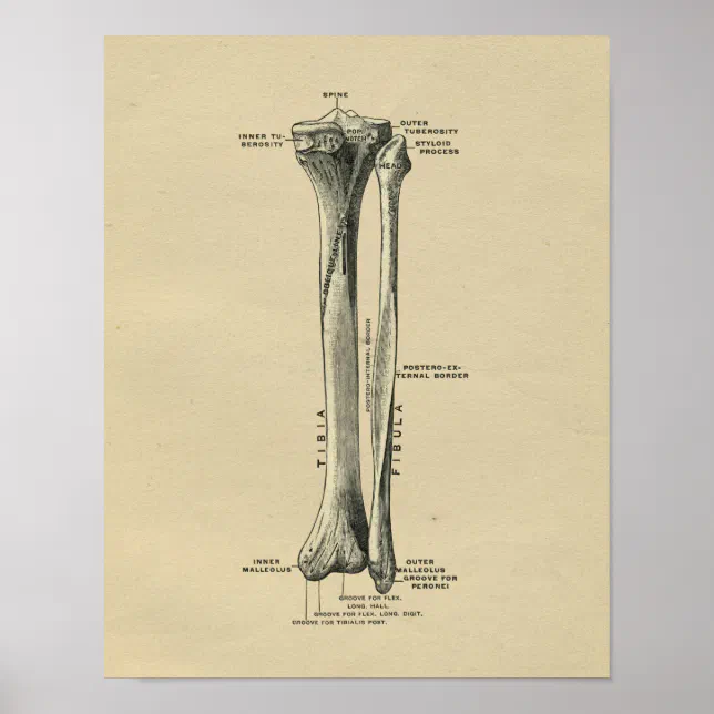Human Tibia Anatomy 1902 Vintage Print | Zazzle