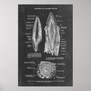 Human Tooth Anatomy  Poster