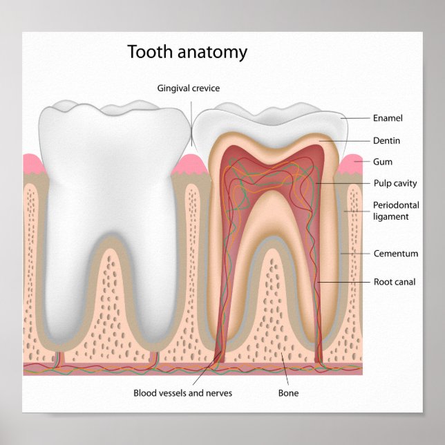 Human Tooth anatomy   Poster (Front)