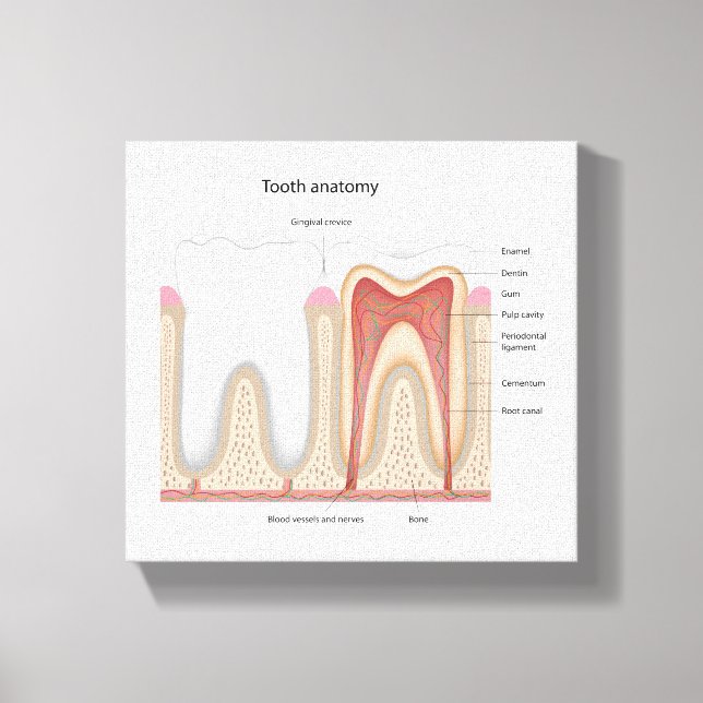 Human Tooth anatomy stretched canvas print (Front)