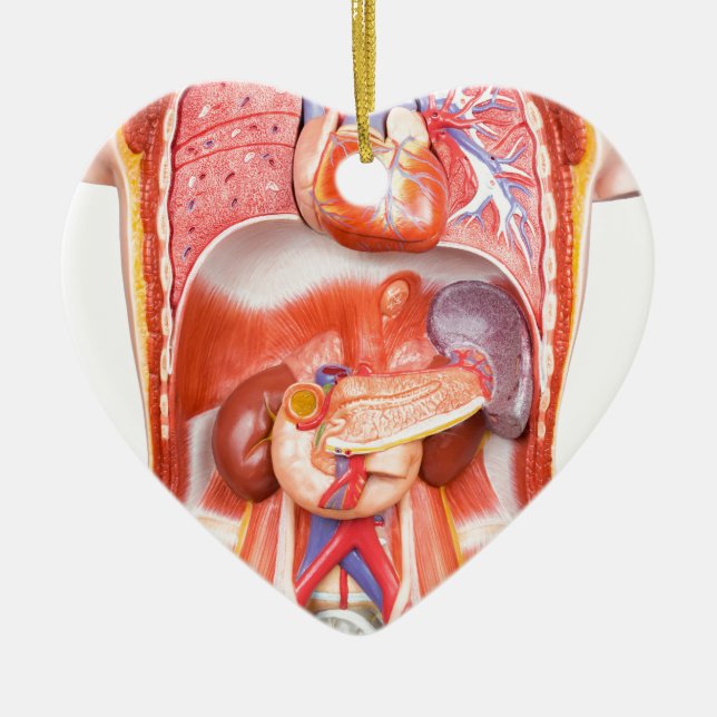 Human torso body model with organs ceramic ornament (Front)