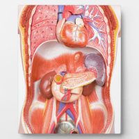 Human torso body model with organs