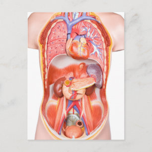 Human torso body model with organs postcard