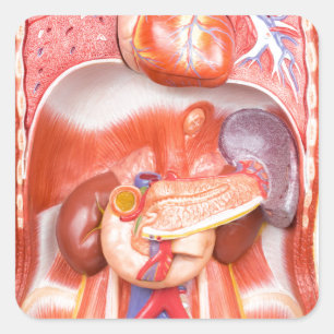 Human torso body model with organs square sticker