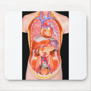 Human torso model with internal organs on black mouse pad