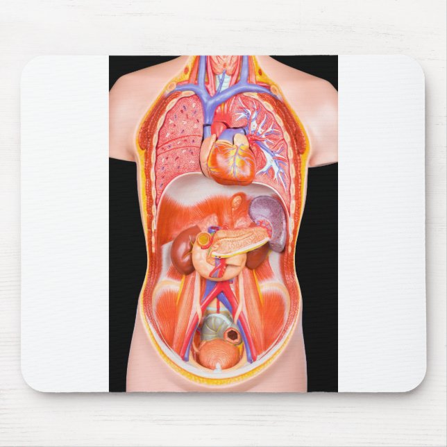 Human torso model with internal organs on black mouse pad (Front)