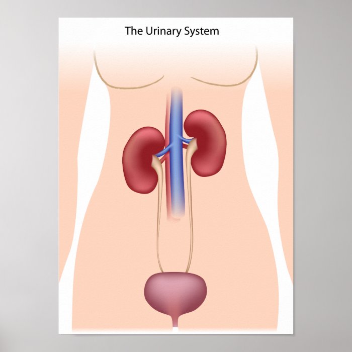 Human Urinary system Poster