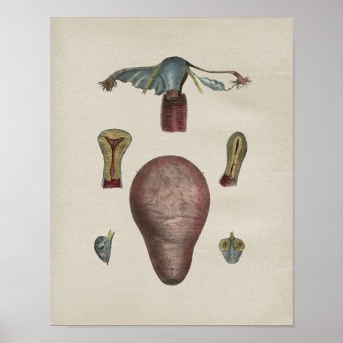 Human Uterus Anatomy Vintage Print
