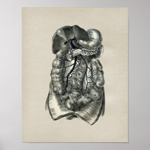 Human Veins Body Anatomy Vintage Print