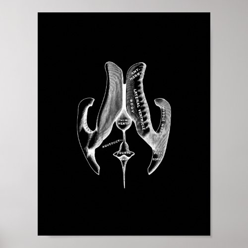 Human Ventricles Anatomy in Black and White Print