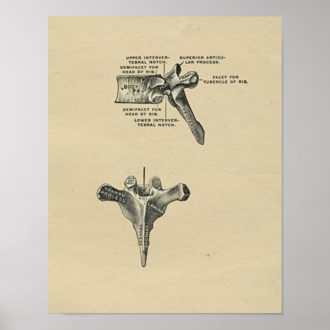 Human Vertebrae Anatomy 1902 Vintage Print (Front)