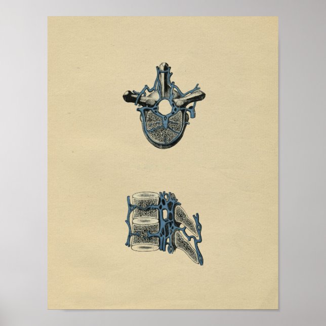 Human Vertebrae Anatomy 1902 Vintage Print (Front)