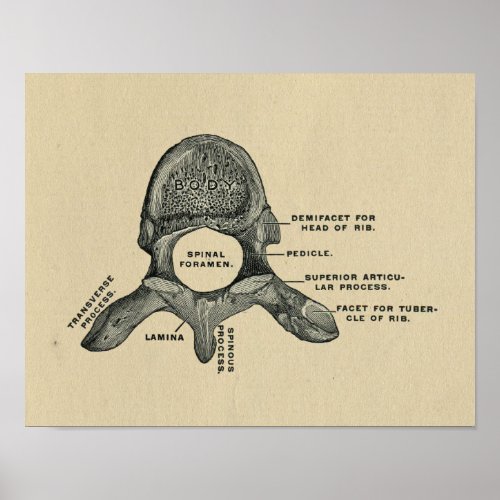 Human Vertebrae Anatomy 1902 Vintage Print