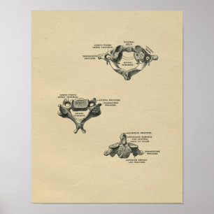 Human Vertebrae Anatomy 1902 Vintage Print