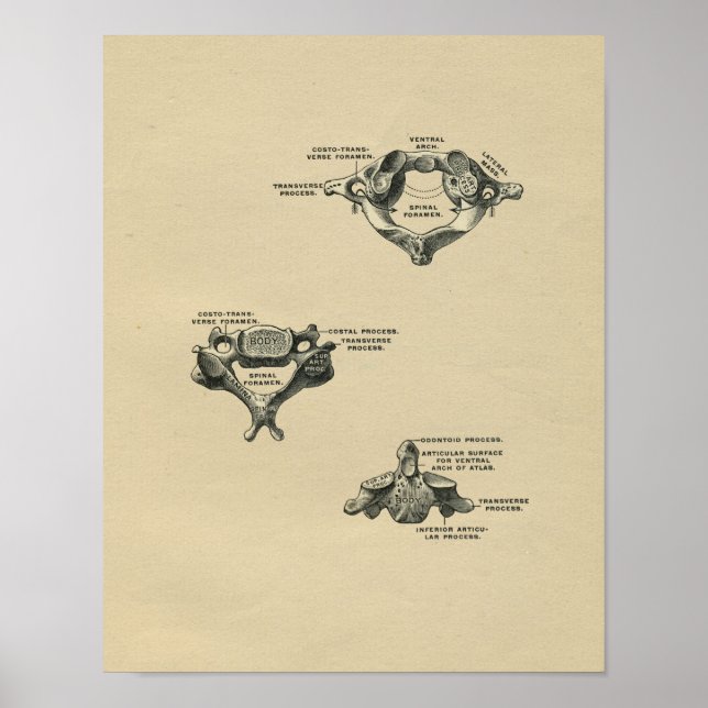Human Vertebrae Anatomy 1902 Vintage Print (Front)