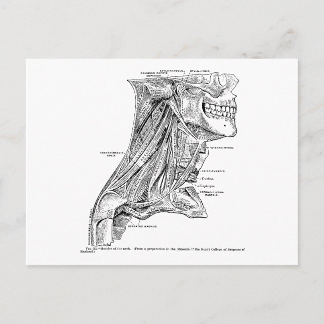 Human Vintage Anatomy Muscles of the Neck Postcard (Front)