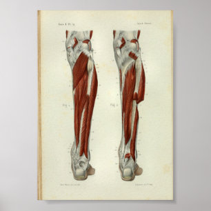 Human Vintage Anatomy Print Muscles Leg