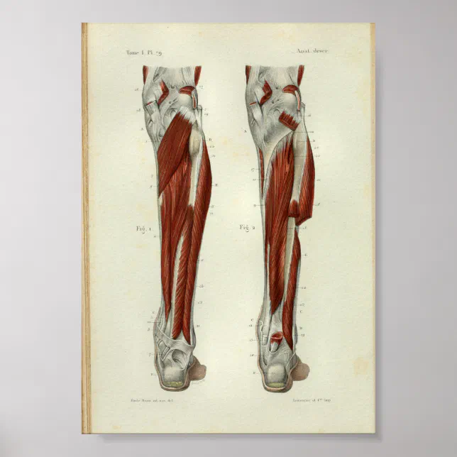 Human Vintage Anatomy Print Muscles Leg | Zazzle