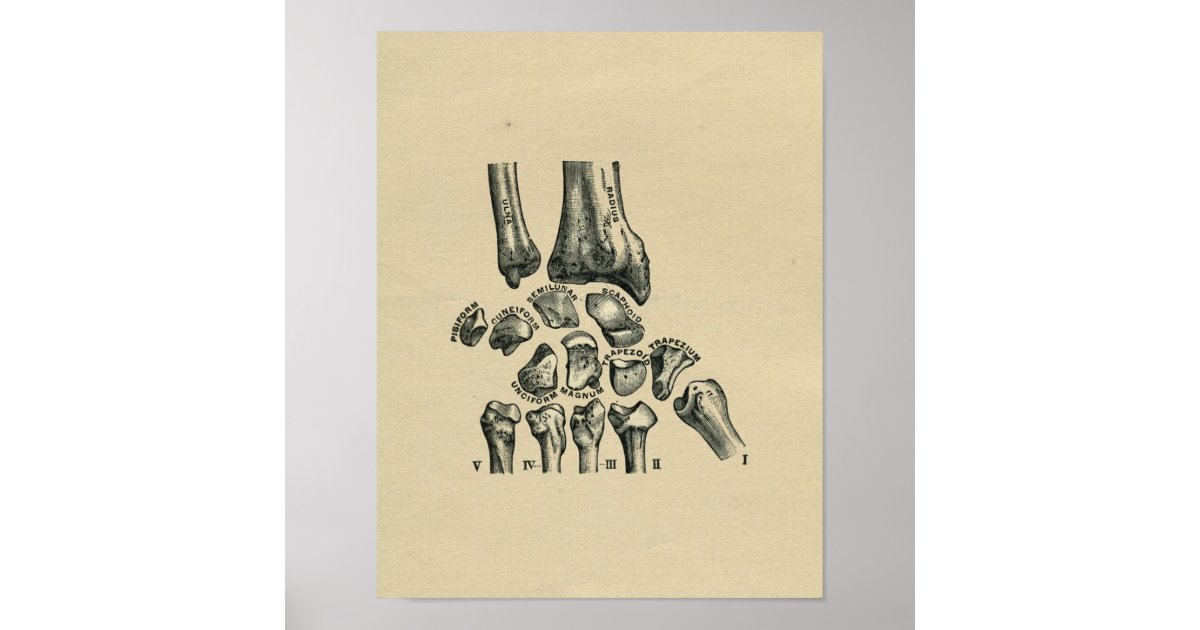 Human Wrist Anatomy 1902 Vintage Print | Zazzle