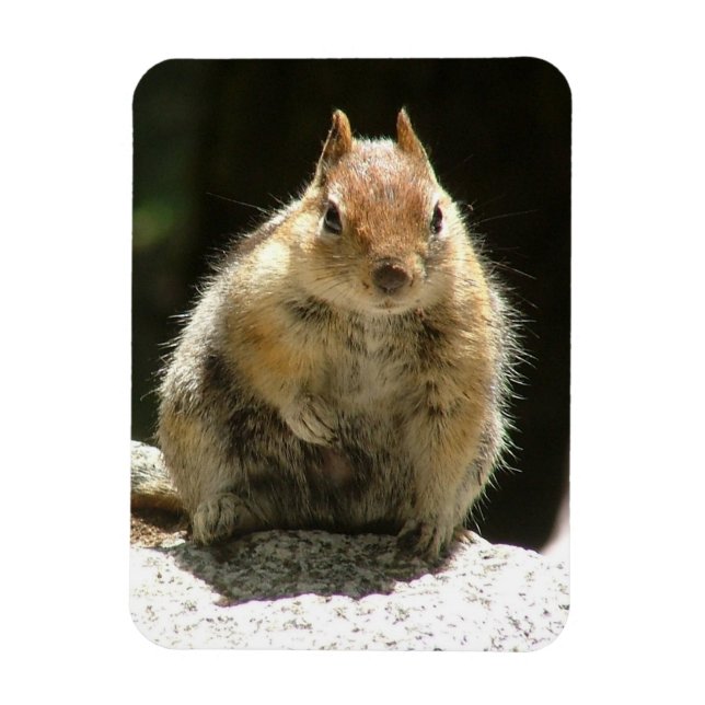 Humble Squirrel Magnet (Vertical)