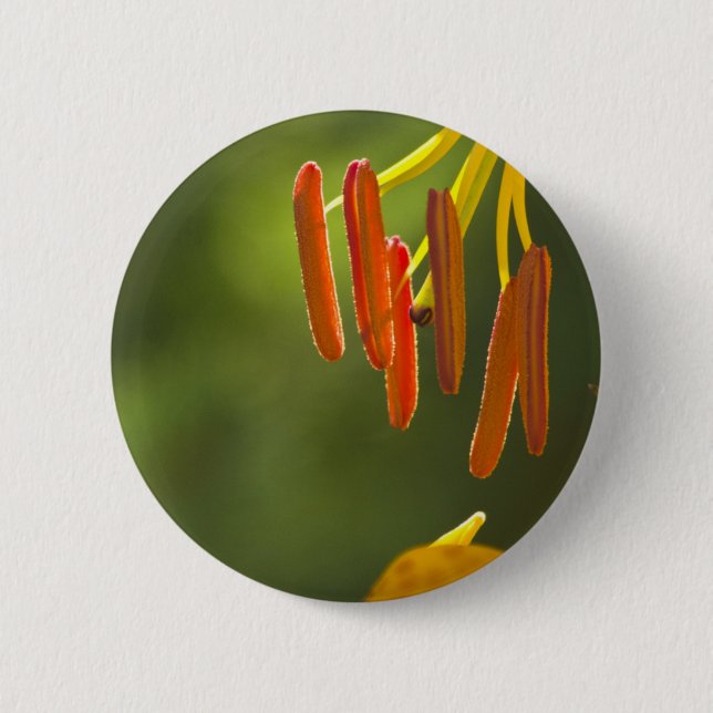 Humboldt Lily Stamens Button (Front)
