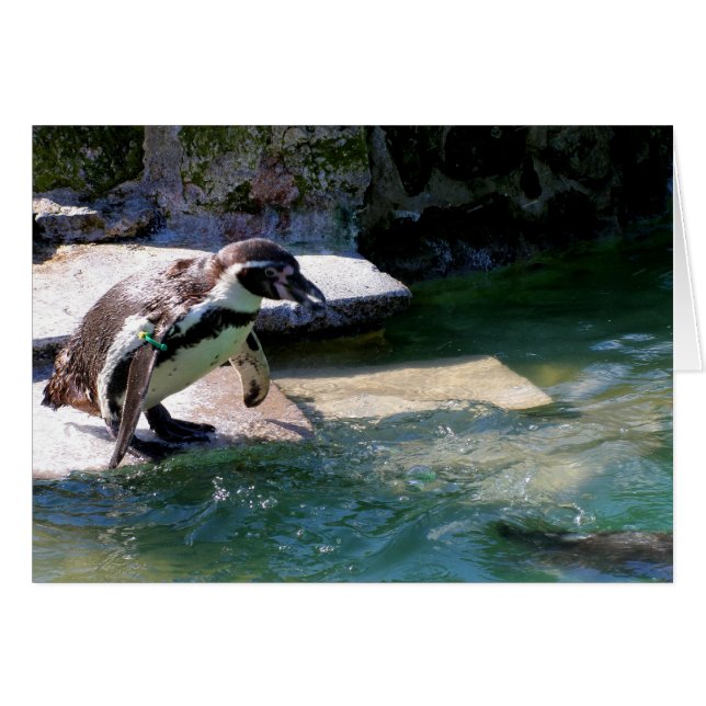 Humboldt penguin cards (Front Horizontal)