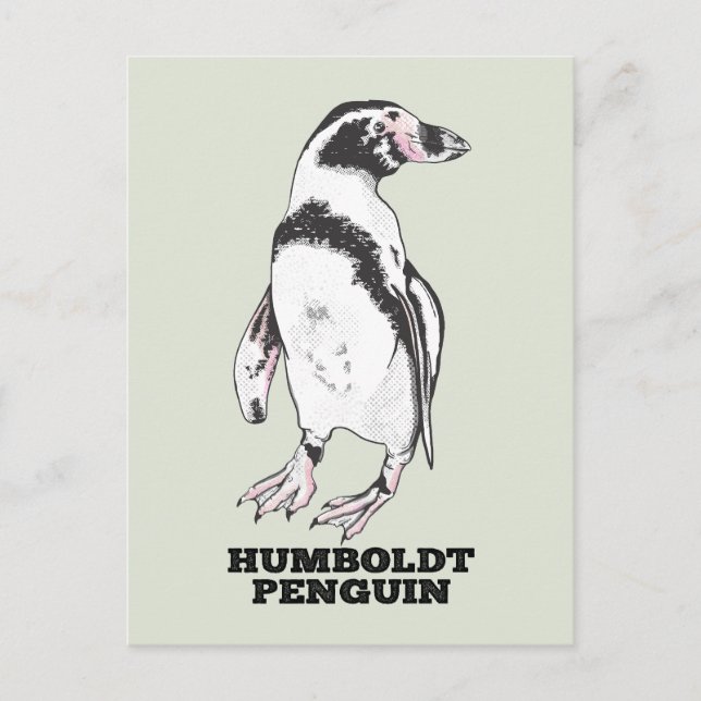 Humboldt penguin postcard (Front)