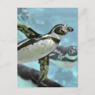 Humboldt penguin under water postcard