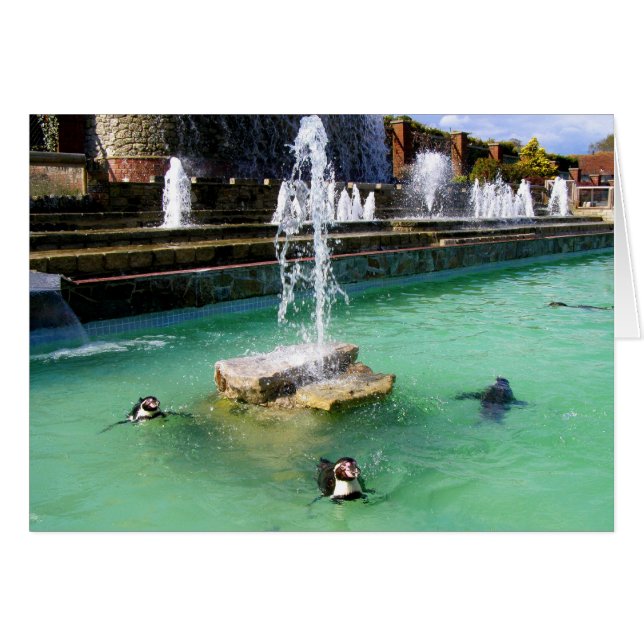 Humboldt penguins and fountains cards (Front Horizontal)