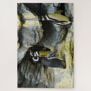 Humboldt Penguins. Jigsaw Puzzle