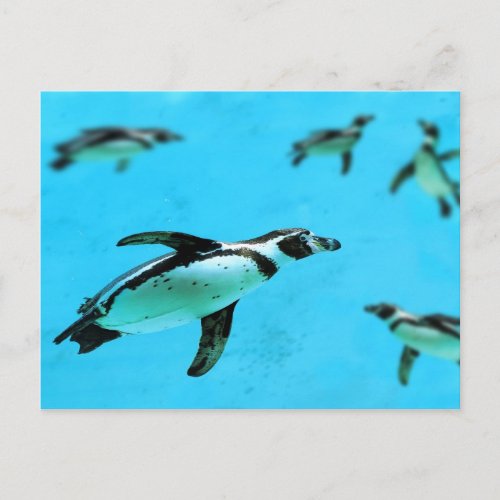 Humboldt penguins under water postcard