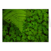 Humboldt Redwoods State Park (Front Horizontal)