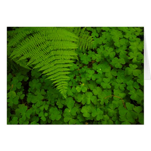 Humboldt Redwoods State Park Cards (Front Horizontal)