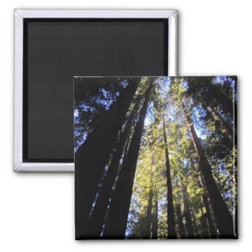 Humboldt Redwoods State Park Magnet