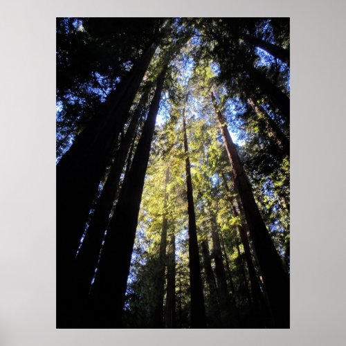 Humboldt Redwoods State Park Poster