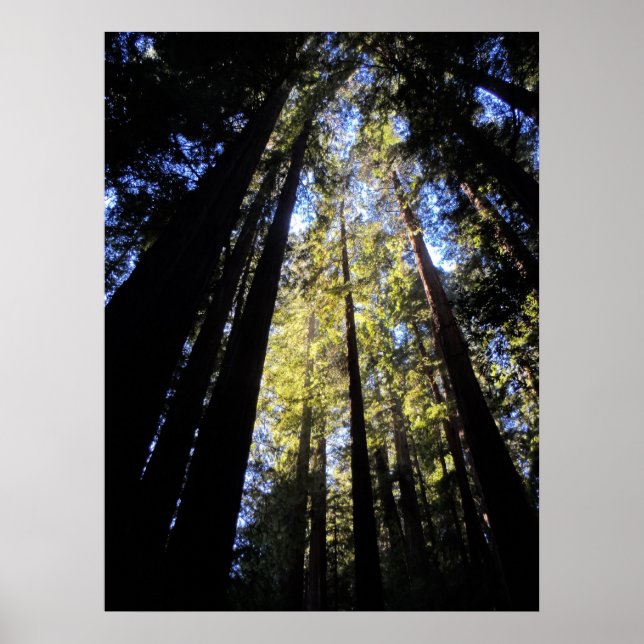 Humboldt Redwoods State Park Poster (Front)