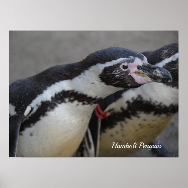 Humbolt Penguin at Drusillas Zoo in East Sussex Poster (Front)