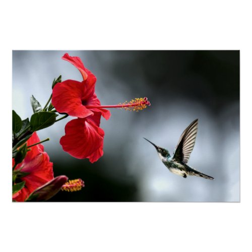 Humming Bird and Red Flower Poster