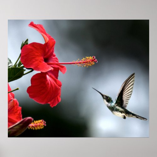 Humming Bird and Red Flower Poster