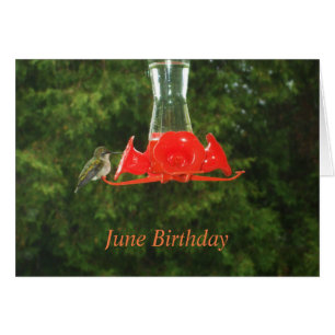 Humming Bird at Feeder Cards