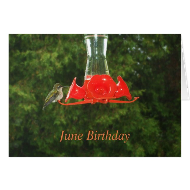 Humming Bird at Feeder Cards (Front Horizontal)