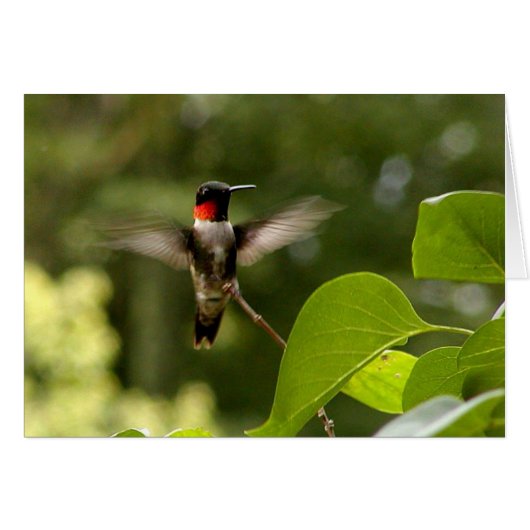 Humming Bird Cards (Front Horizontal)