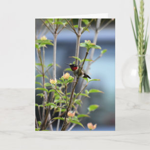 HUMMING BIRD ON DOGWOOD TREE CARD