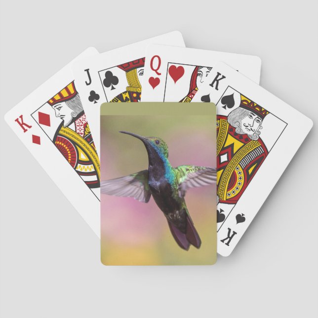 Humming Bird  Poker Cards (Back)