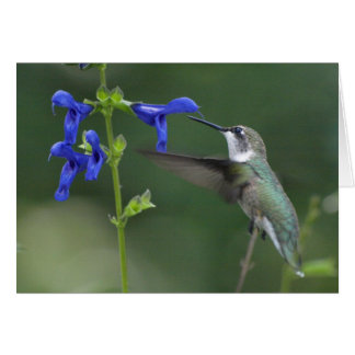 Humming Bird salvia sapphire blue 2 Cards