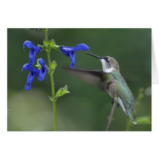 Humming Bird salvia sapphire blue 2 Cards (Front Horizontal)