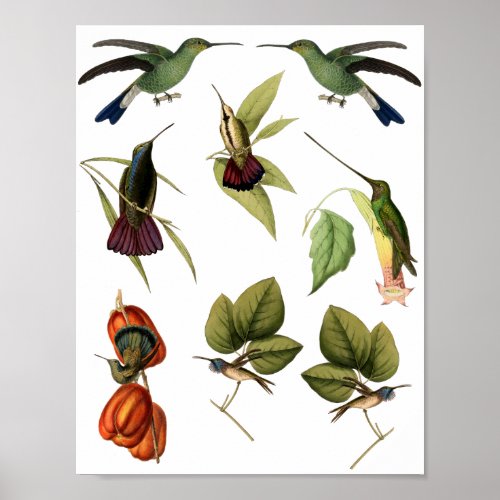 Humming Birds Animal Wildlife Nature Collage Art Poster